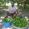 green peppers in tubs